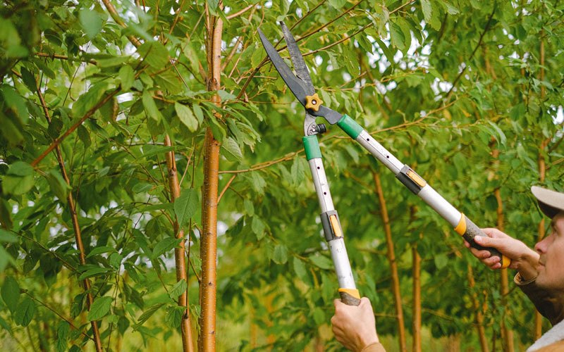 Tree trimming in Pattonsburg, MO